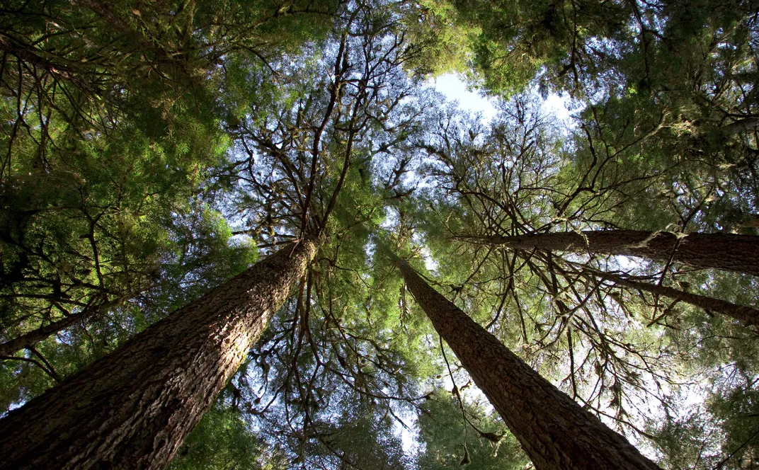 A rustic workshop with woodworking tools and natural light