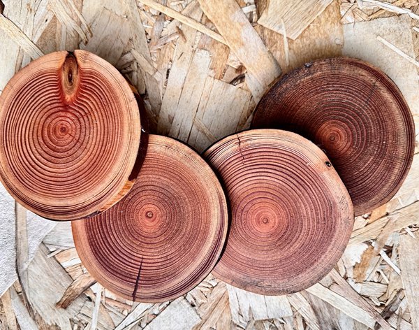 Cedar Drink Coasters